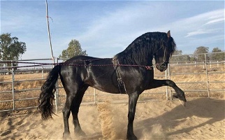 2 Year-Old Beautiful Friesian Stallion Friesians for Bakersfield, CA