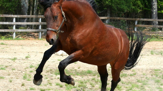 4 Year old bay Morgan Gelding