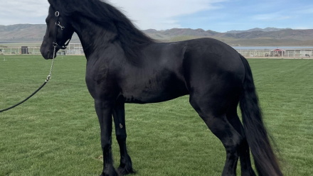 Black Friesian Stallion