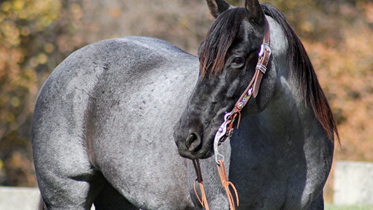 Ranch Blue Roan Horse