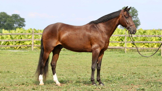 Percheron/Morgan Cross Mare