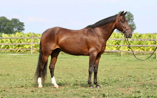 Percheron/Morgan Cross Mare Morgan for Bath, NC