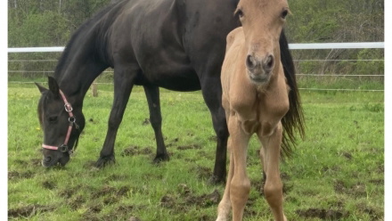 Palomino Morgan Horse Filly