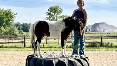 Sweet Gelding pony