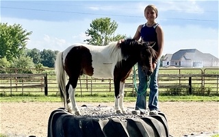 Sweet Gelding pony Miniatures for Murray, KY