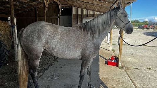 Grey Tennessee Walking Mare