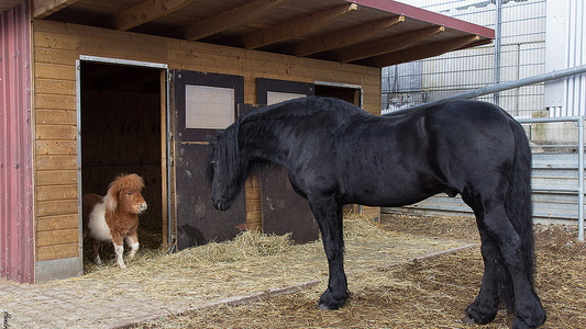 Friesian horse