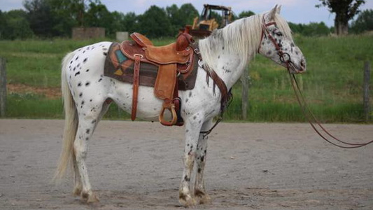 Appaloosa for sale