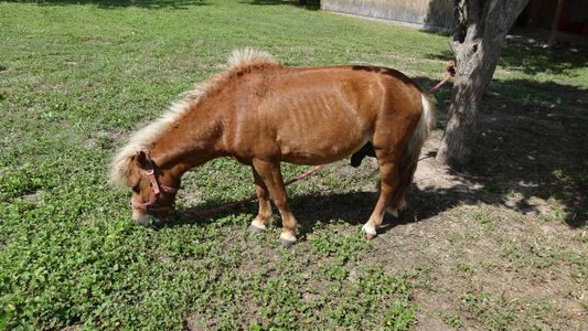 Small mini palomino stallion