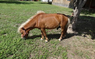 Small mini palomino stallion Miniatures for Paducah, KY