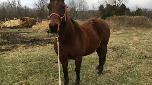 8 Yr Old Mare QH/Morgan Cross