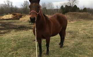 8 Yr Old Mare QH/Morgan Cross Morgan for East Pepperell, MA