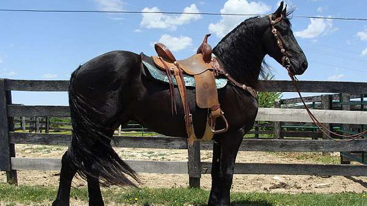 Black Friesian Stallion