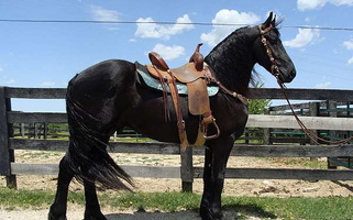 Black Friesian Stallion Friesians for Flemingsburg, KY