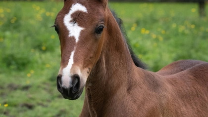 Morgan cross yearling gelding 