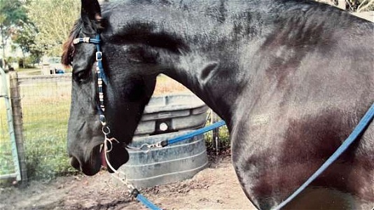Black Friesian Horse Mare