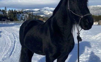 Purebred Friesian Stallion - 75614210 