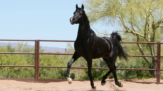 Black Arabian Stallion