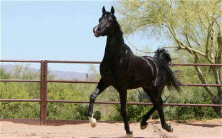 Black Arabian Stallion Arabian for Terrell, TX