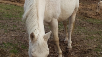 Cremello AQHA Quarter Horse Mare