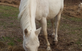 Cremello AQHA Quarter Horse Mare Quarter for West Plains, MO