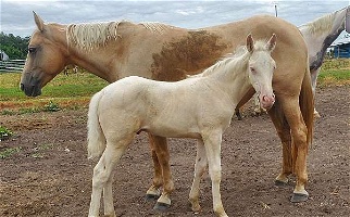 Cremello Tennessee Walking Colt Tennessee Walking Horse for Gravette, AR