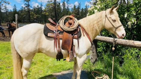 Cremello APHA Paint Gelding