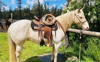 Cremello APHA Paint Gelding Paints for Grants Pass, OR