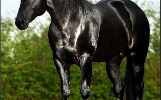 Quarter Horse Black Quarter for Portage, UT