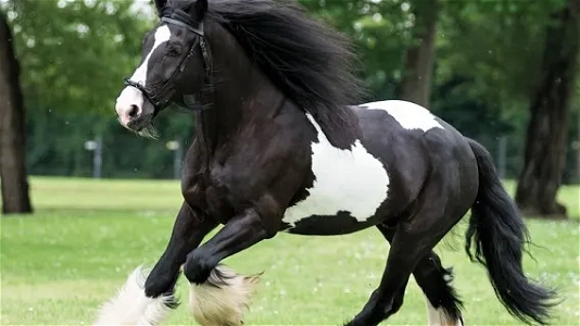 Gypsian Stallion