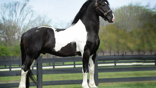 Ultimate Dressage Ster Stallion