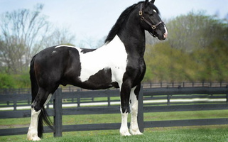 Ultimate Dressage Ster Stallion Friesians for American Fork, UT