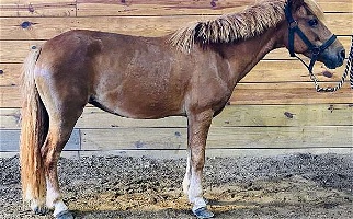 Chestnut Pony Mare Ponies for Monticello, NY