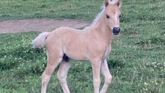 Palomino Miniature Colt