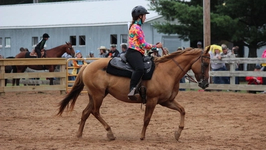Foundation Bred Quarter Horse