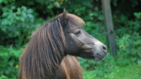 Brown Miniature Horse Gelding