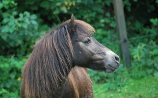 Brown Miniature Horse Gelding Miniatures for Kenton Vale, KY