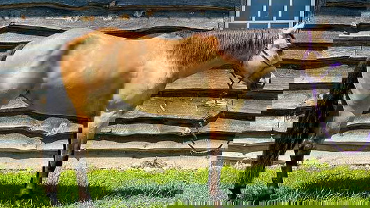 Buckskin Quarter Horse Mare