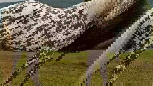 Brown Appaloosa Gelding