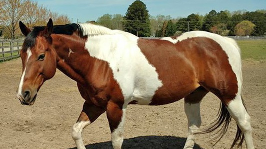 Friesian Gelding Horse