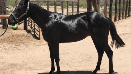 Appaloosa Stallion Horse