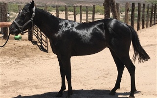 Appaloosa Stallion Horse Appaloosas for Fort Thomas, AZ