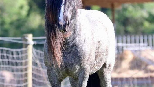 Blue Roan Gypsy Vanner