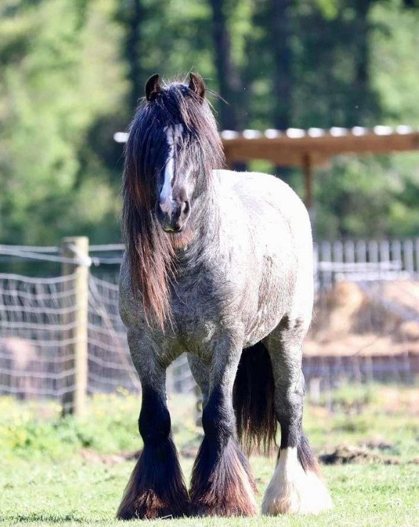 Blue Roan Gypsy Vanner Gypsy Vanner for Timpson, TX