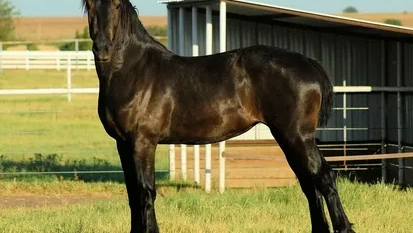  Friesian Filly