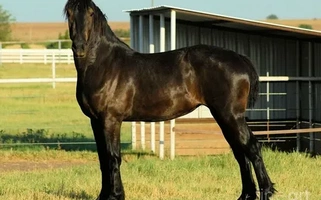  Friesian Filly Friesians for Layton, UT