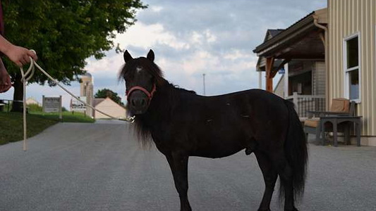 Black Miniature Stallion