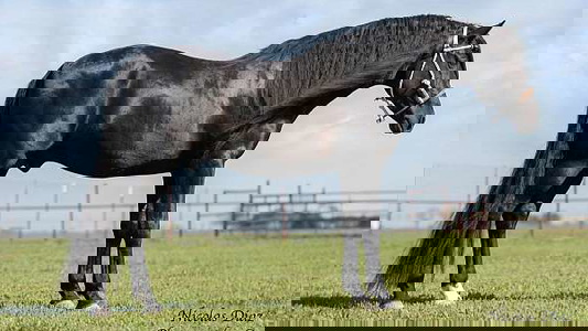 Black Andalusian Stallion
