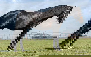 Black Andalusian Stallion Andalusian for New Braunfels, TX