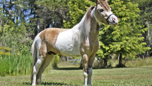 Buckskin Miniature Horse Filly